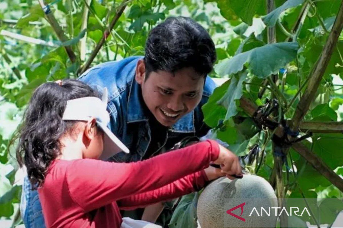 HST's BUMDes Pertala boosts agriculture sector through melon agritourism