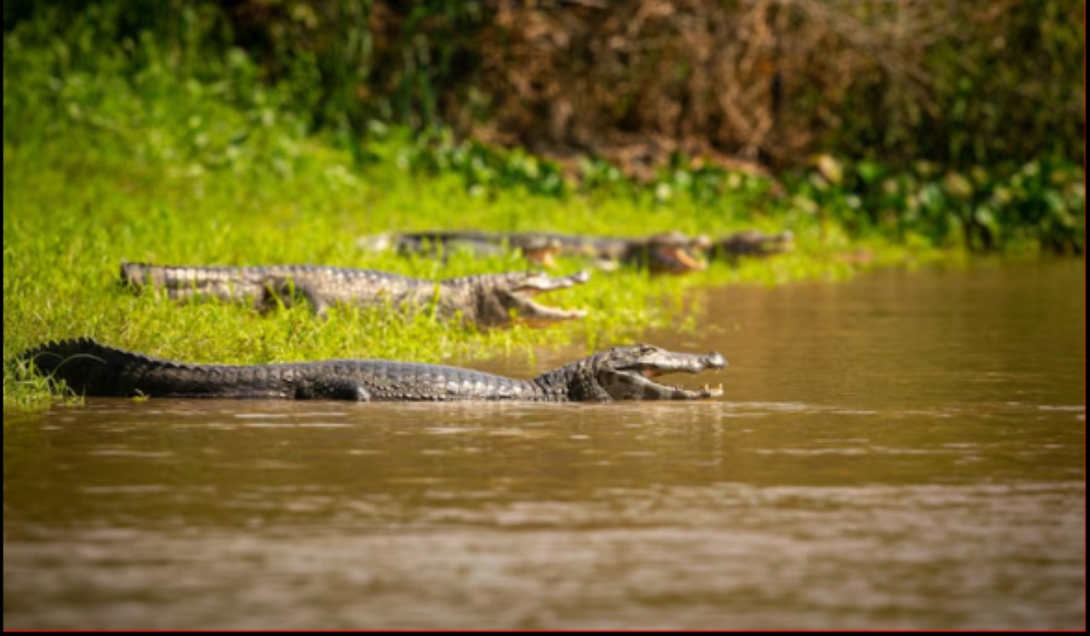 Israel Builds Crocodile Moat at Ketziot Prison for Hamas Detainees