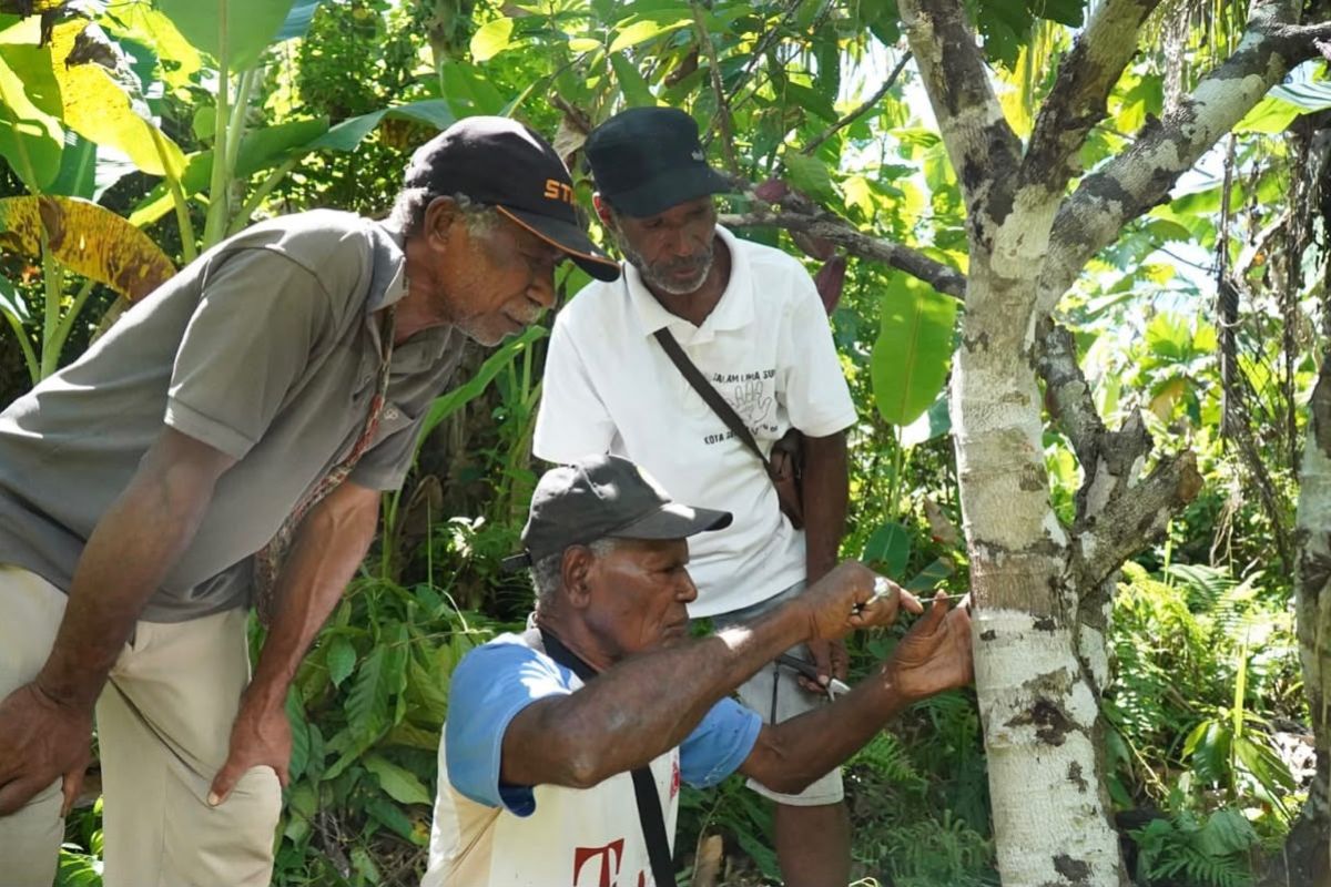 Agroforestry becomes solution for Sarmi cocoa farmers facing climate change