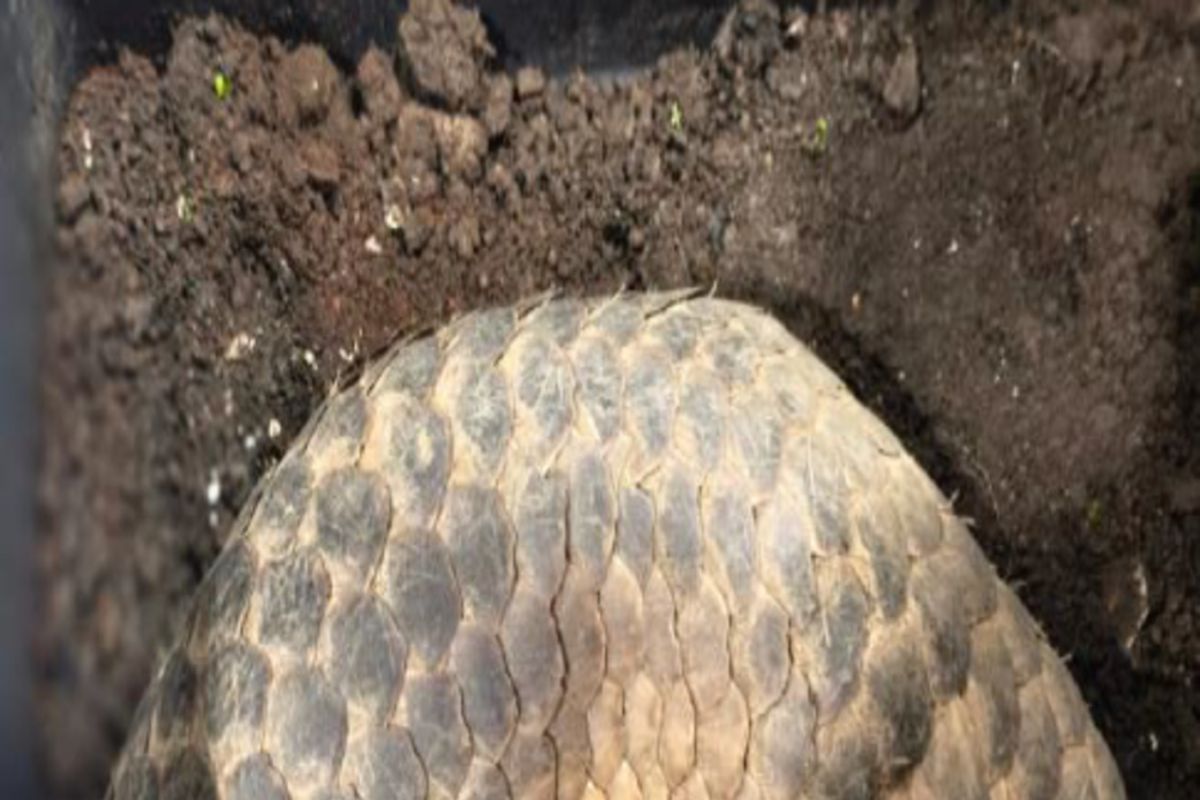 Forestry Ministry Pursues Legal Action Against Pangolin Trafficking Network in Central Java