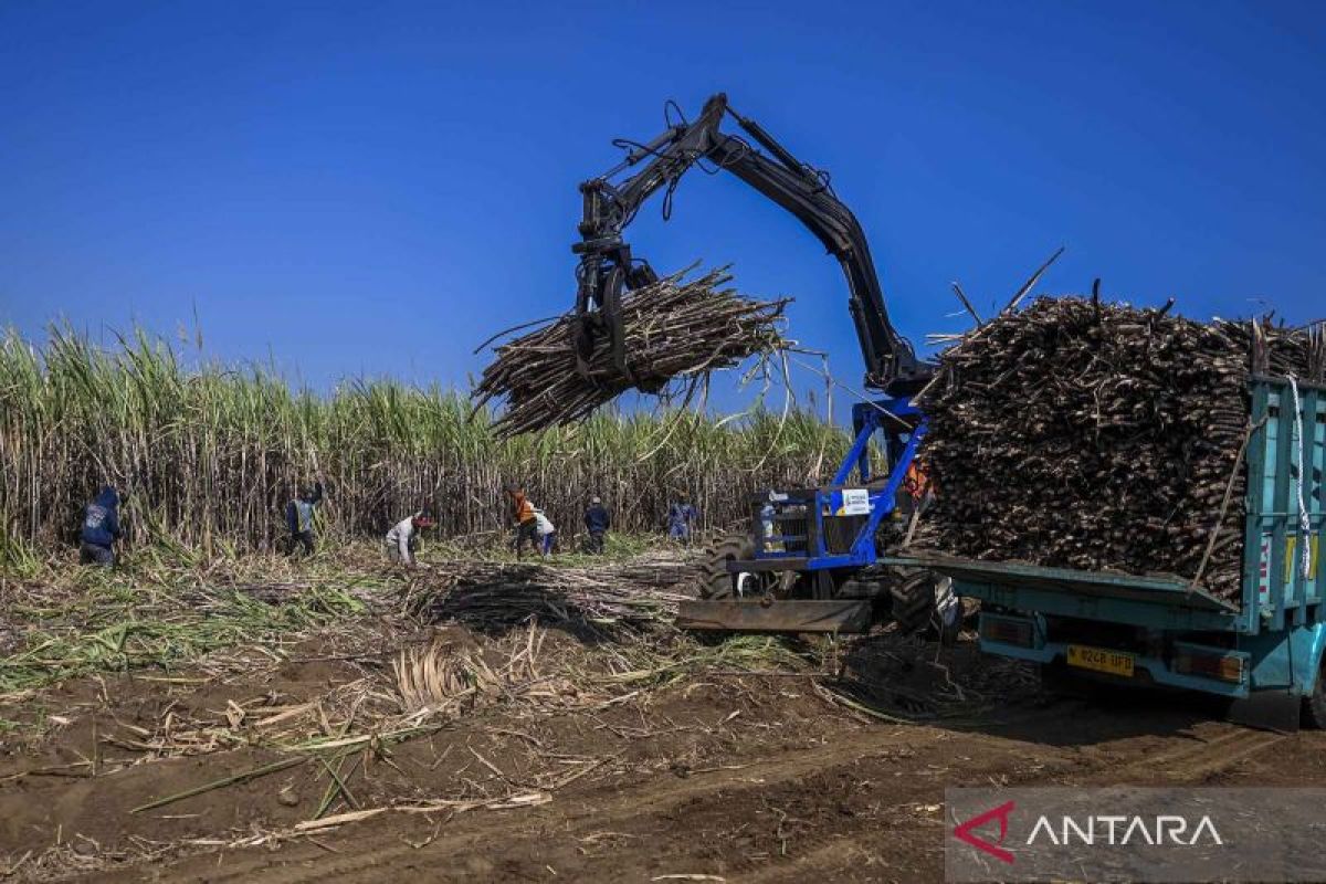 Observer: Sugarcane-based bioethanol development needs market certainty