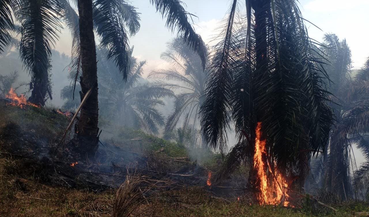 15 Hectares of Oil Palm Plantation in Cikelet, Garut, Engulfed by Fire