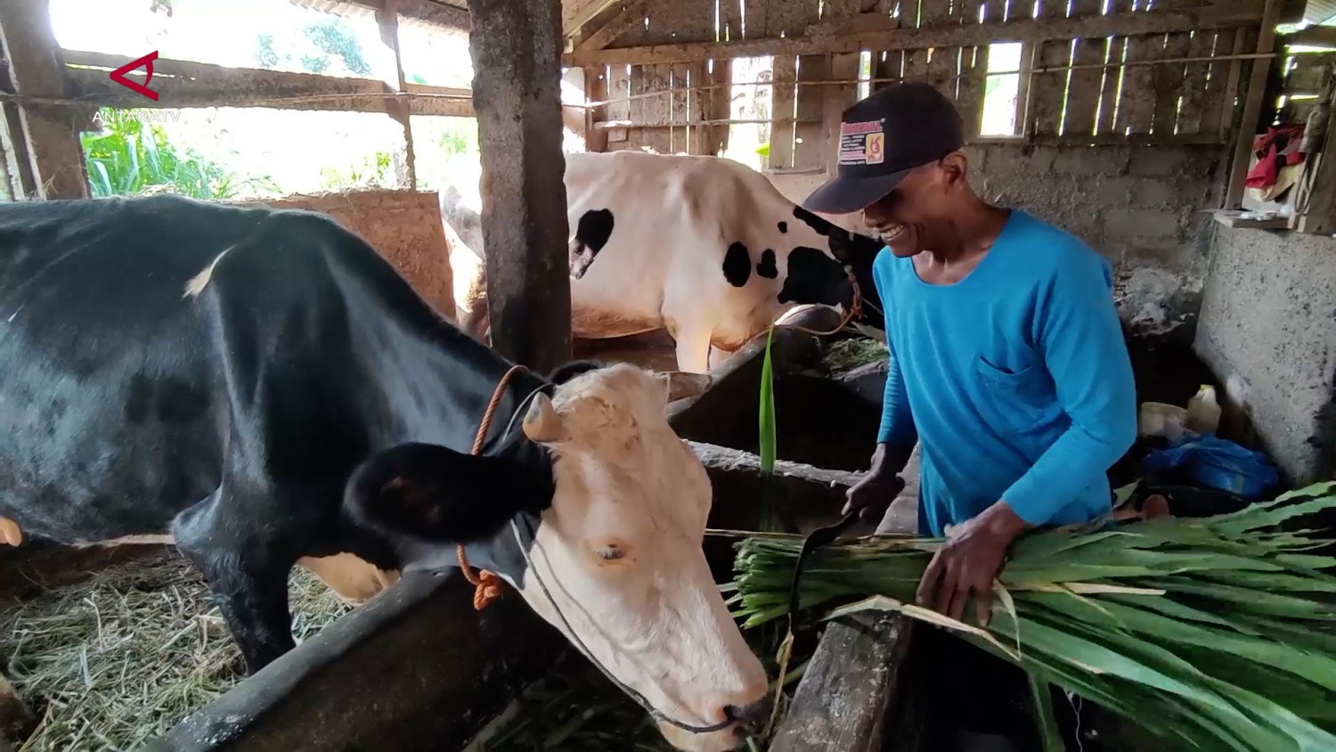 Dry Season Reduces Dairy Milk Production in Semarang