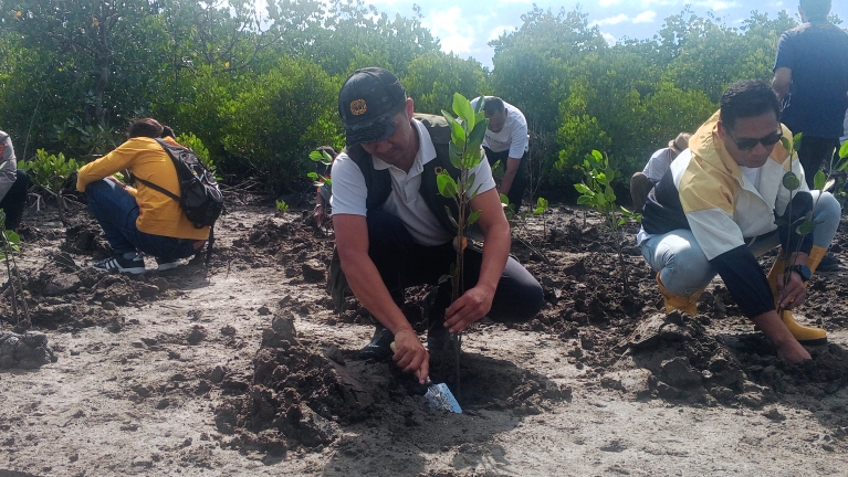 24,500 Mangrove Seedlings Planted in The Mandalika Area