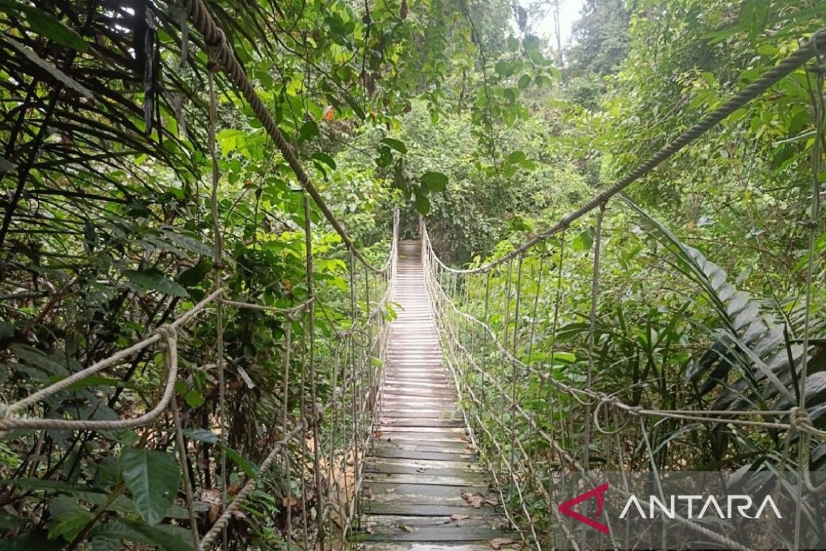 East Kalimantan Forestry Service: Increasing land cover to restore natural carrying capacity