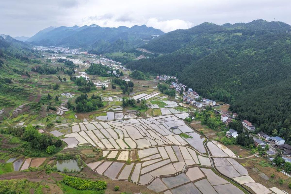 China's summer grain output reaches 150 million metric tonnes in 2026