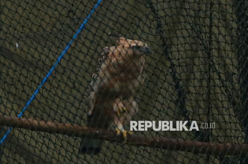 Government and Conservation Agencies Draft Strategy to Prevent Javan Hawk-Eagle Extinction