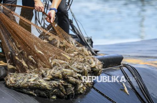 Untirta Introduces Micro-Nanobubble Technology to Boost Shrimp Pond Productivity