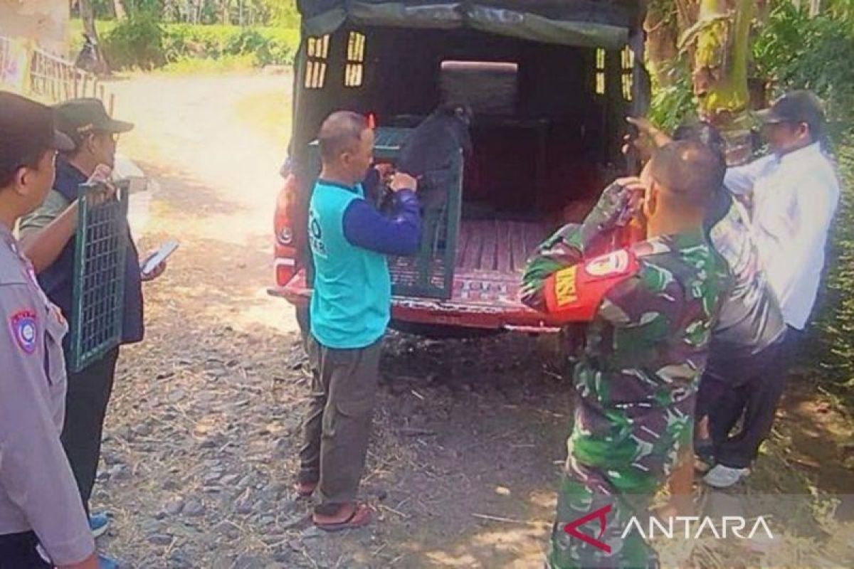 Forestry Ministry rescues protected Javan langur kept by Bondowoso resident