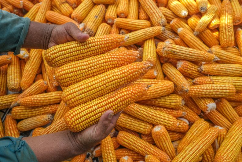Corn Prices in Gorontalo Soar Amid Drought and Harvest Failure