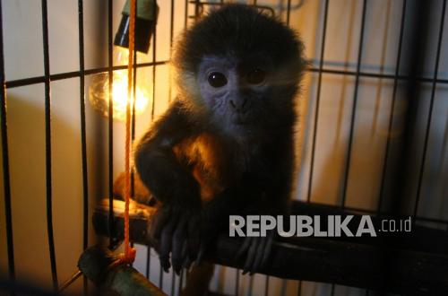 Bondowoso Resident Voluntarily Surrenders Javan Langur to Forestry Ministry