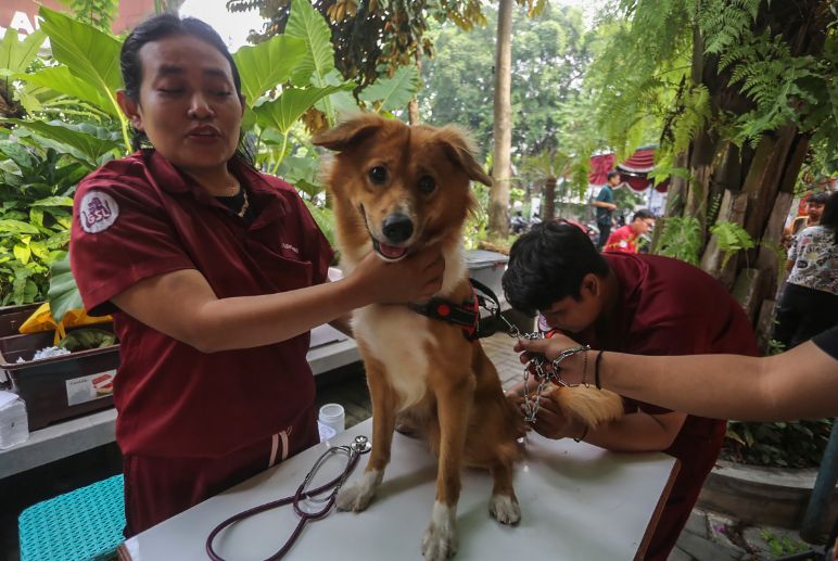 Sumbawa Struggles to Exit Rabies Outbreak Status