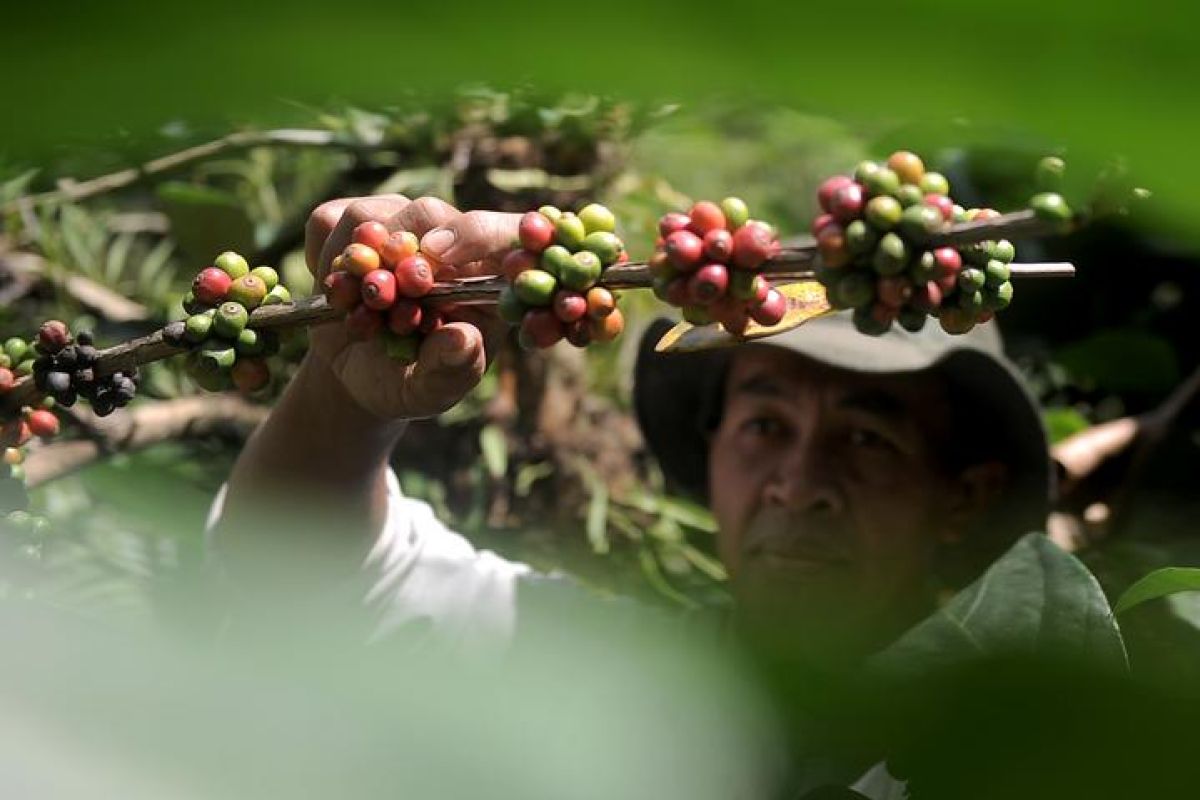 Long-Awaited Harvest: Jember Farmers Begin Picking Robusta Coffee