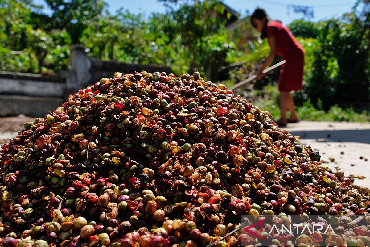 "Kopi Roro" Strengthens Kulon Progo's People's Economy