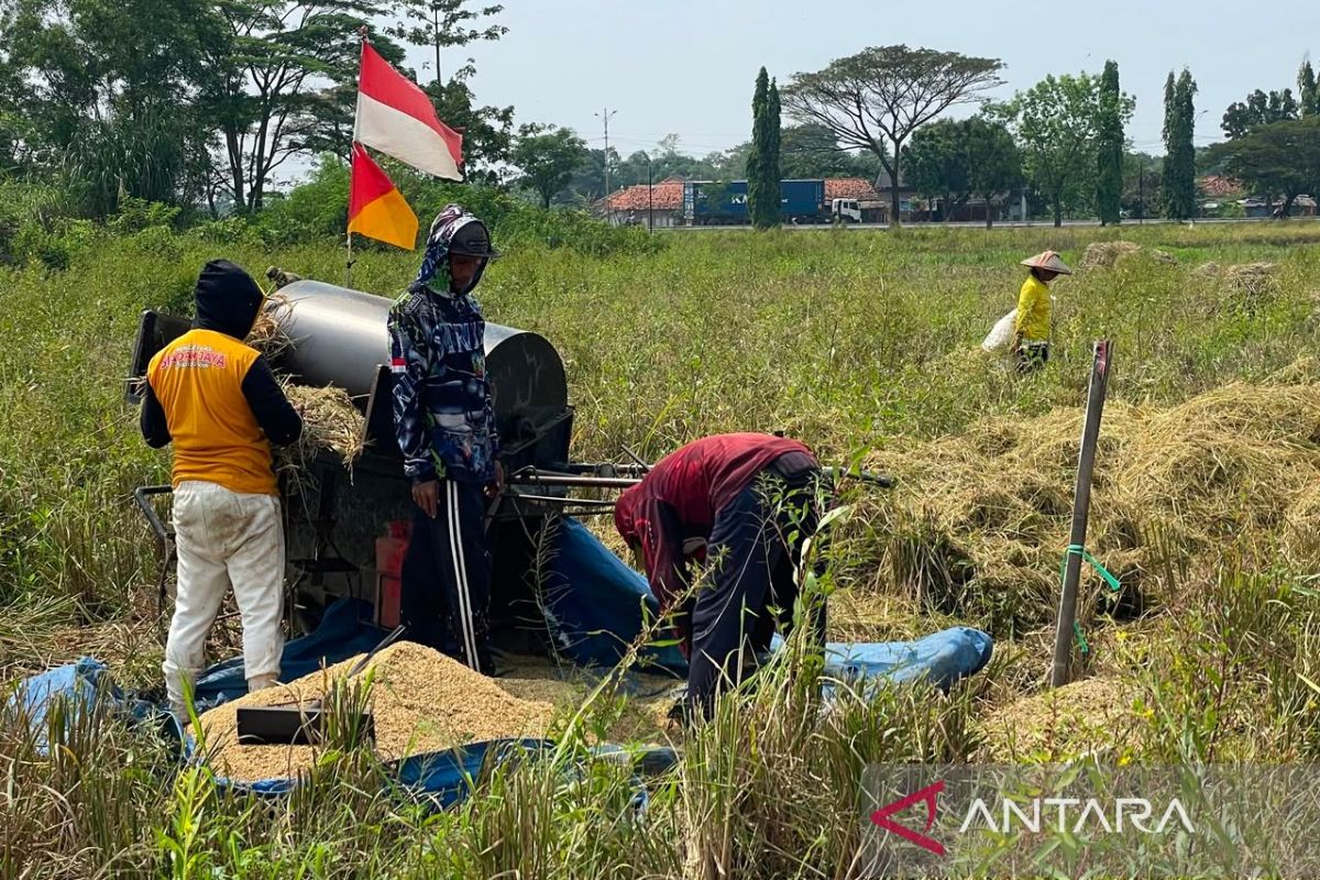 Bulog Cirebon Absorbs 257,832 Tonnes of Unmilled Rice from Farmers as of 23 July 2026