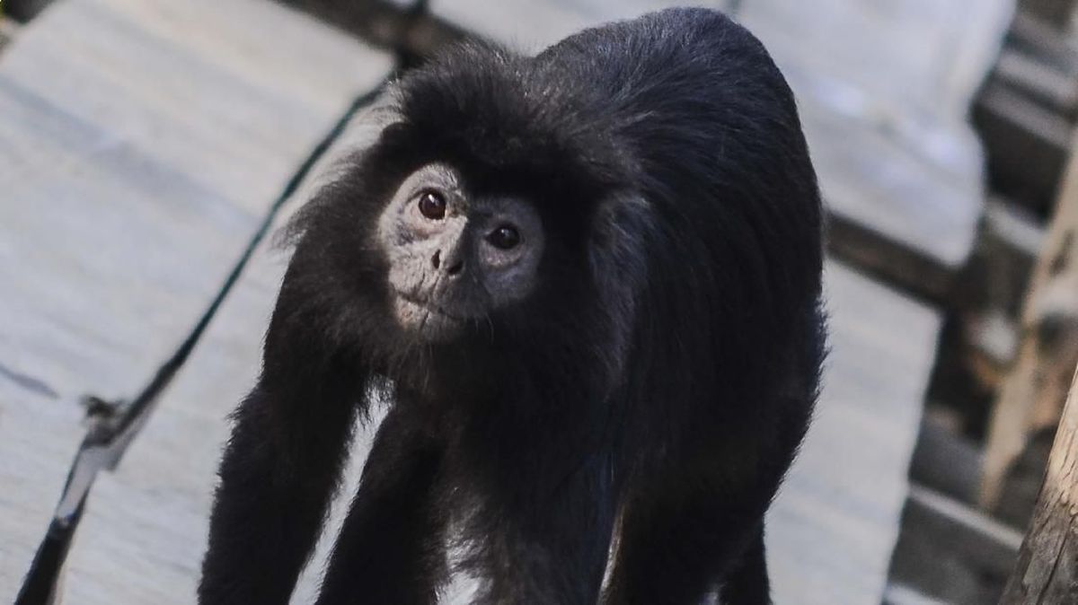 Javan Langur 'Momon' Evacuated After Being Kept by Bondowoso Resident