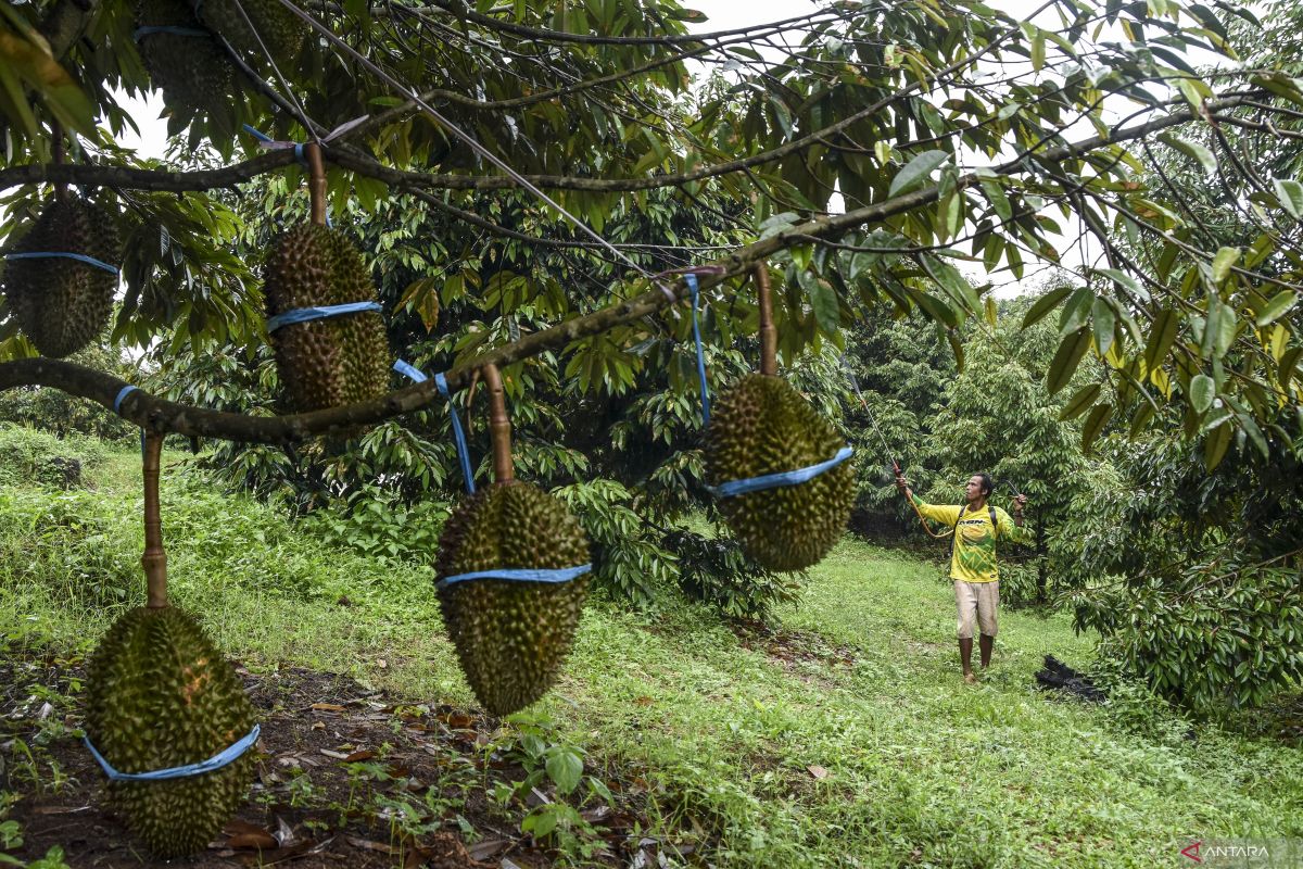 Kaur Optimistic Padang Guci Hulu Will Become a Premium Durian Hub