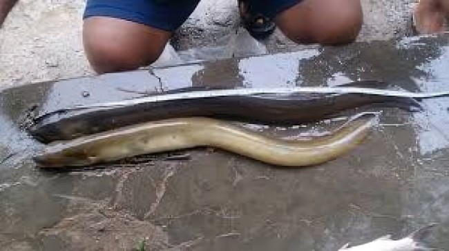 Move Over Salmon: Indonesian Eel Found to Have World's Highest Omega-3 Content