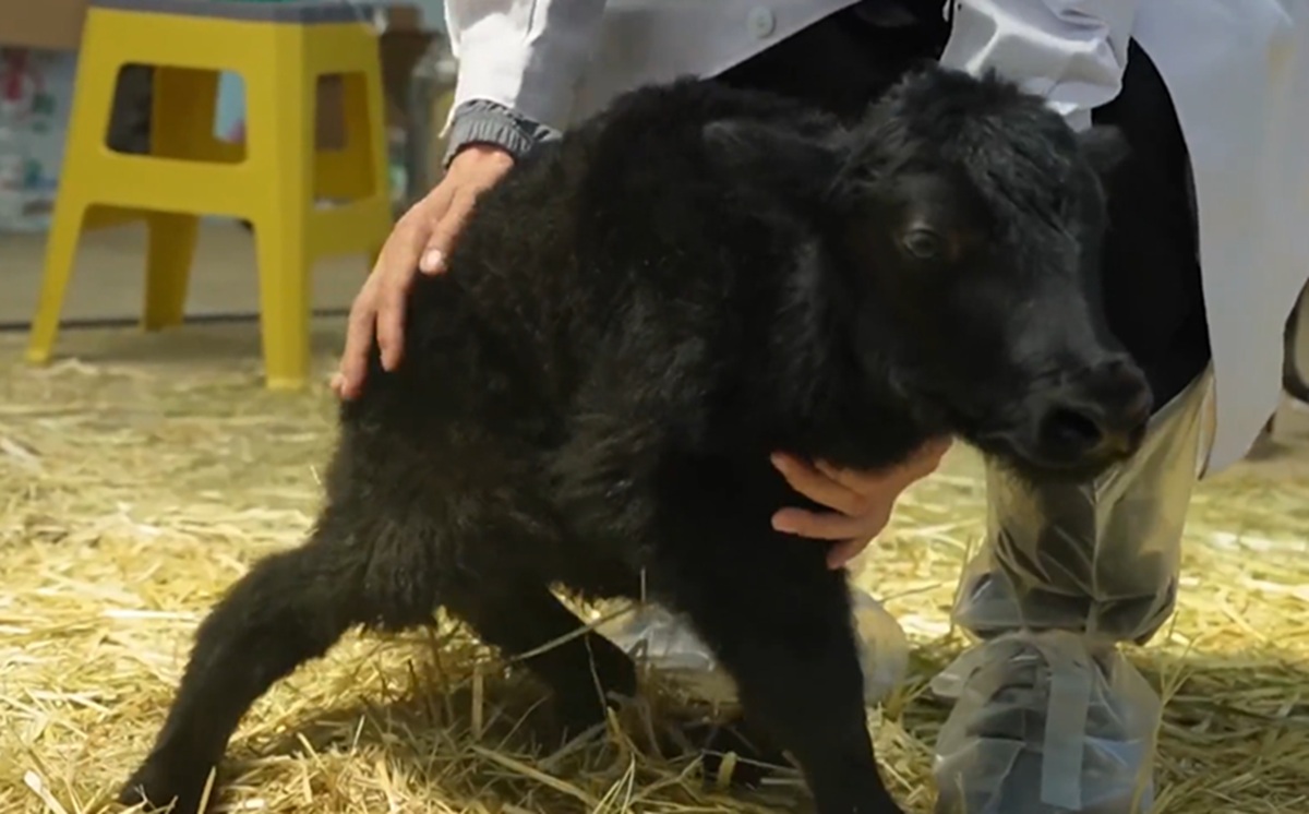 China Successfully Clones Endangered Tibetan Yak