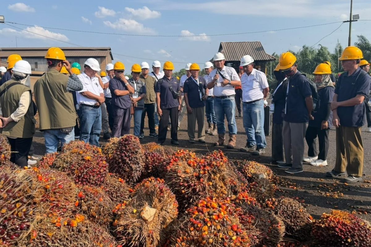 RPN and BPDP Collaborate to Improve Smallholder Palm Oil FFB Quality