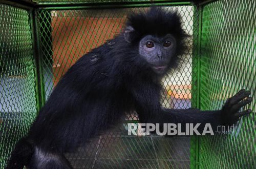 Ministry of Forestry and Community Collaborate to Rescue Endangered Javan Langur and Crested Hawk-Eagle