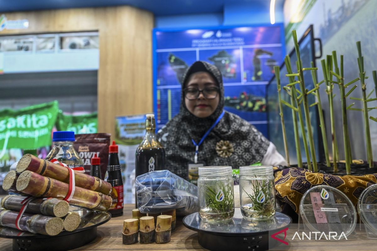 Expert assesses sorghum-based bioethanol price will be more competitive