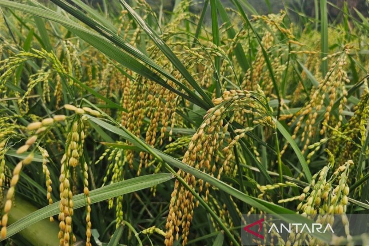 Extending planting seasons to boost rice production in border areas