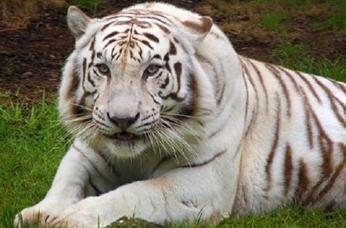 White Tiger at Semarang Zoo Reported Dead, Management Responds