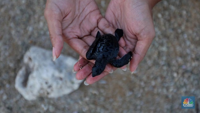 Pertamina Strengthens Biodiversity Through 'Ibu Kota Penyu' Programme