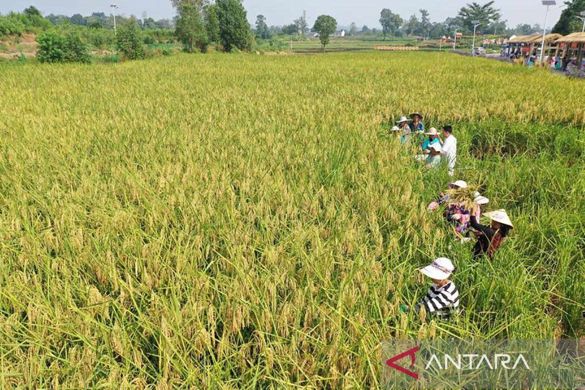 Chinese Researchers Achieve Breakthrough in Cloning Hybrid Rice