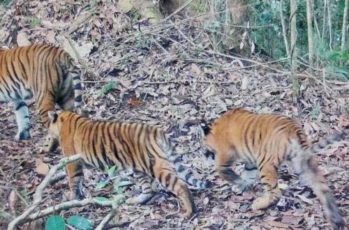 New Hope for Conservation: Two Sumatran Tiger Cubs Survive in the Wild