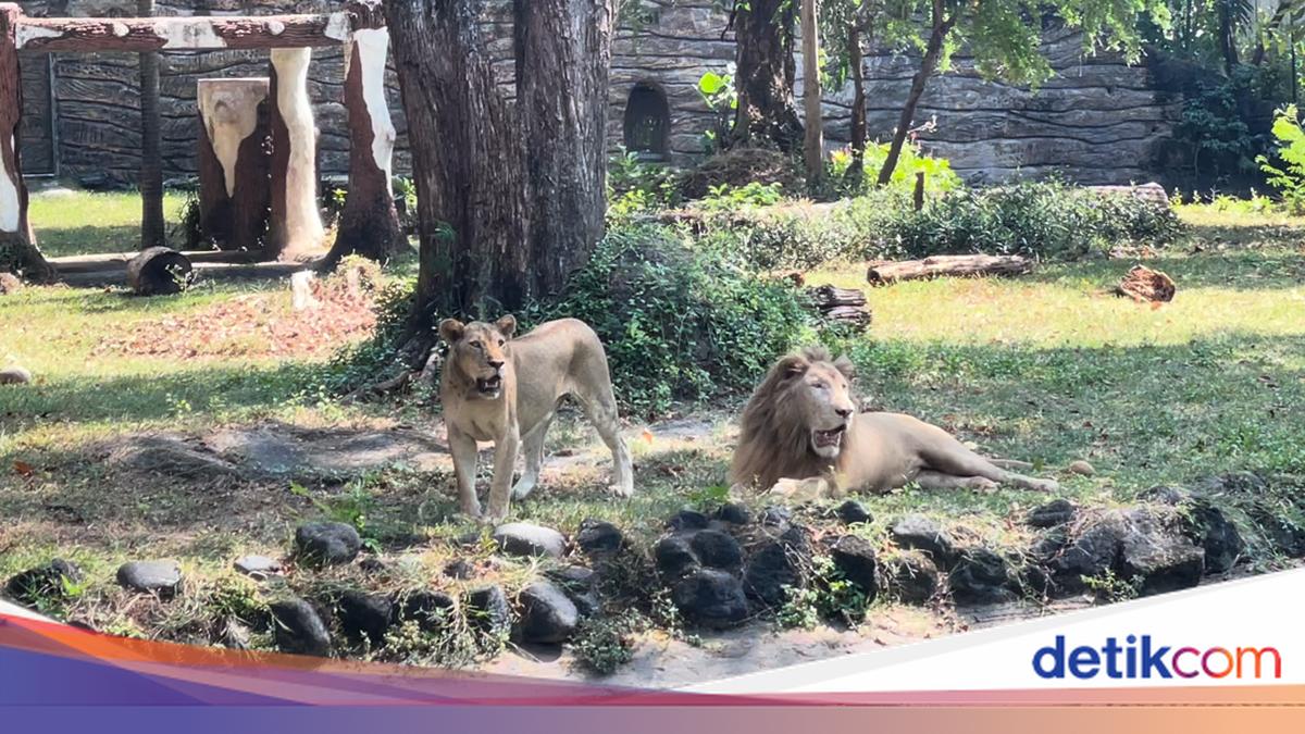 Viral Image of Emaciated Tiger Linked to Animal Feed Corruption, Surabaya Zoo Responds
