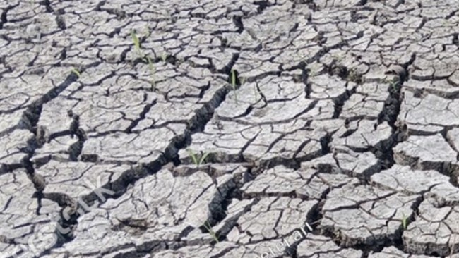 Rice Fields in Java and South Sulawesi Hit by Drought, Government Steps In
