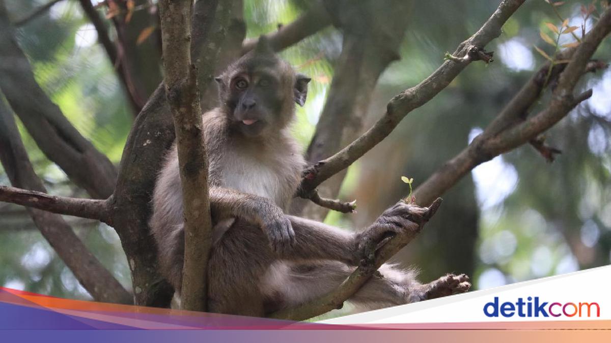 Monkey Escaped from Ibarbo Park Spotted Roaming Bejen Residential Area