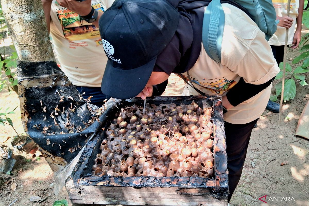 Kampung Adat Kuta's Social Forestry Programme Trains Child Honey Entrepreneurs