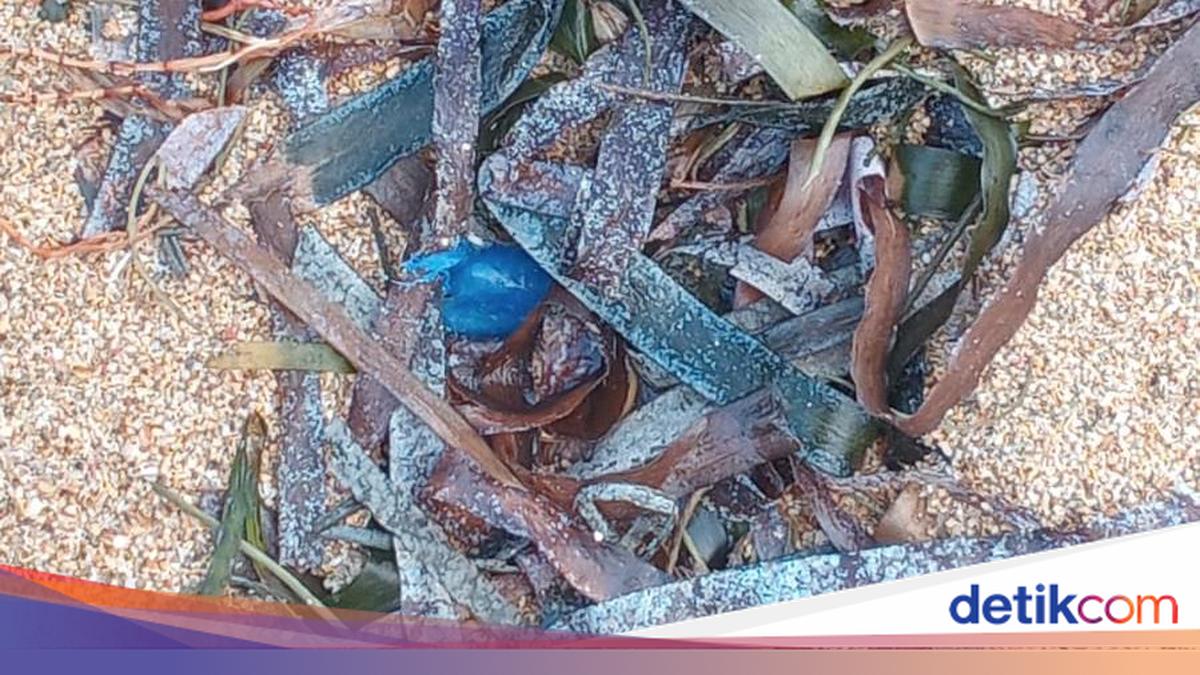 Blue Bottle Jellyfish Appear on Sanur Beach, Warning Issued Over Venomous Stings
