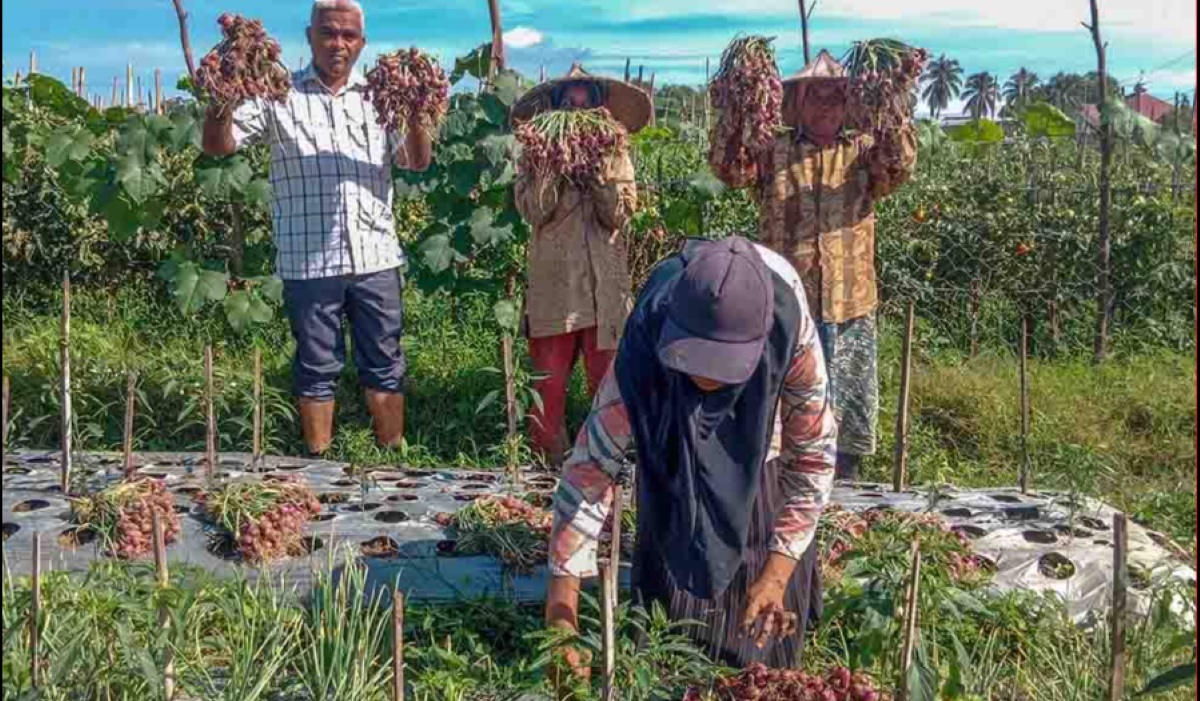 Embracing El Niño: Pidie Farmers in Aceh Reap Shallot Harvest