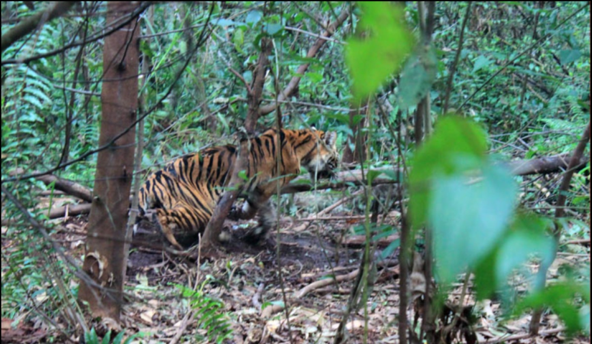 Sumatran Tiger Appearance in Riau Village Halts Face-to-Face Schooling