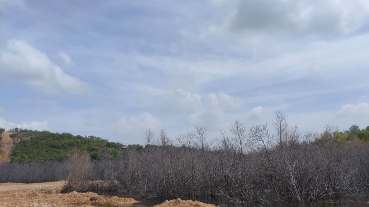 Ministry of Forestry Names Corporate Suspect in Batam Protected Forest Encroachment