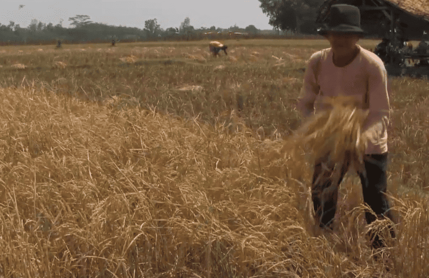 Drought Forces Farmers in Subang to Harvest Rice Early