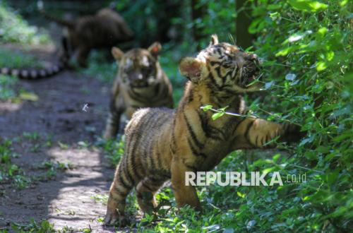 Two Sumatran Tiger Cubs Spotted in 2025 Found in Good Condition