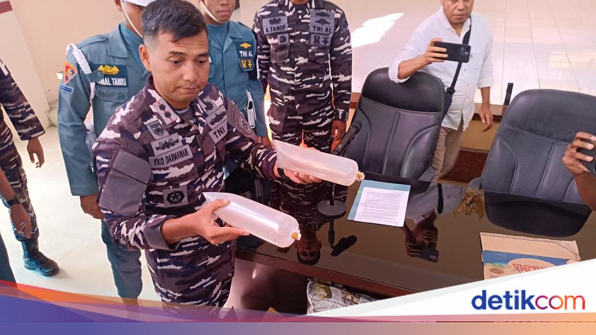 Navy Thwarts Smuggling of 10,000 Illegal Lobster Seeds, Suspects Flee