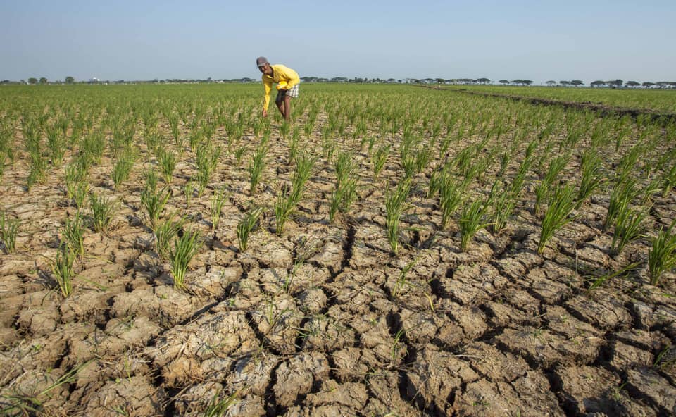 Thousands of Hectares of Rice Fields in Bekasi Affected by Drought