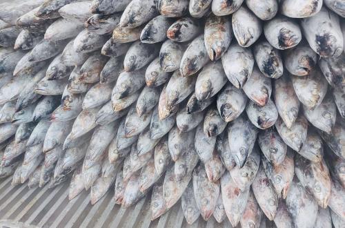 Indonesia's Processed Tuna and Skipjack to Enjoy Zero Tariff for Japan Exports