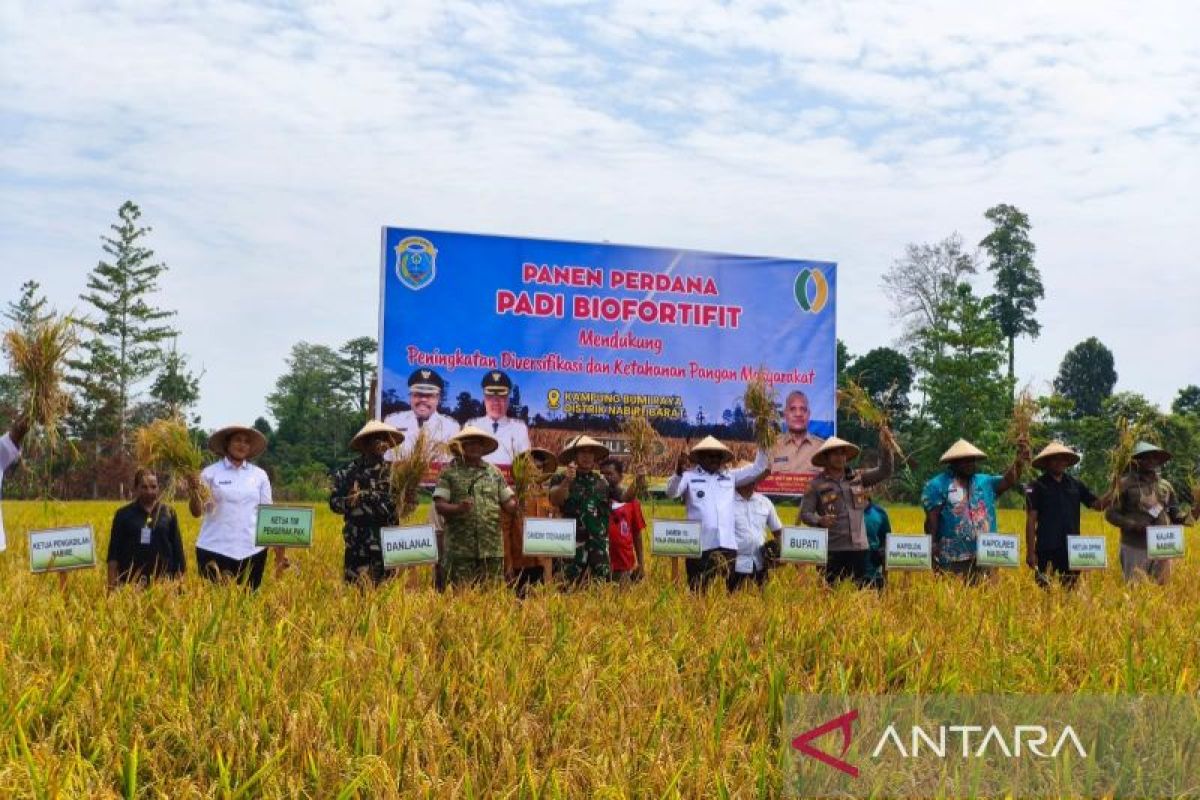Nabire Government Develops Biofortified Rice to Bolster Food Security