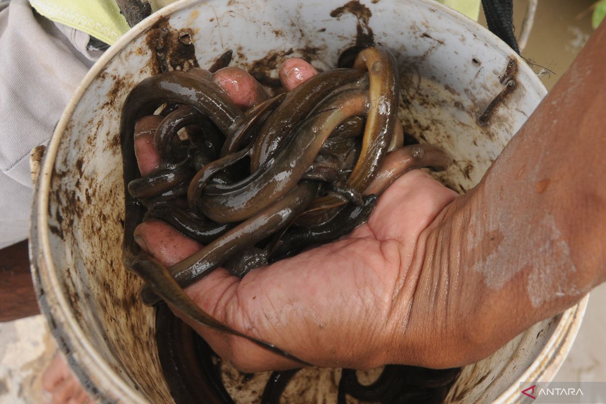 Indonesian rice field eels enter Chinese market