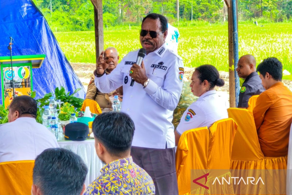 Nabire Prepares New Rice Fields as Settlements Encroach on Farmland