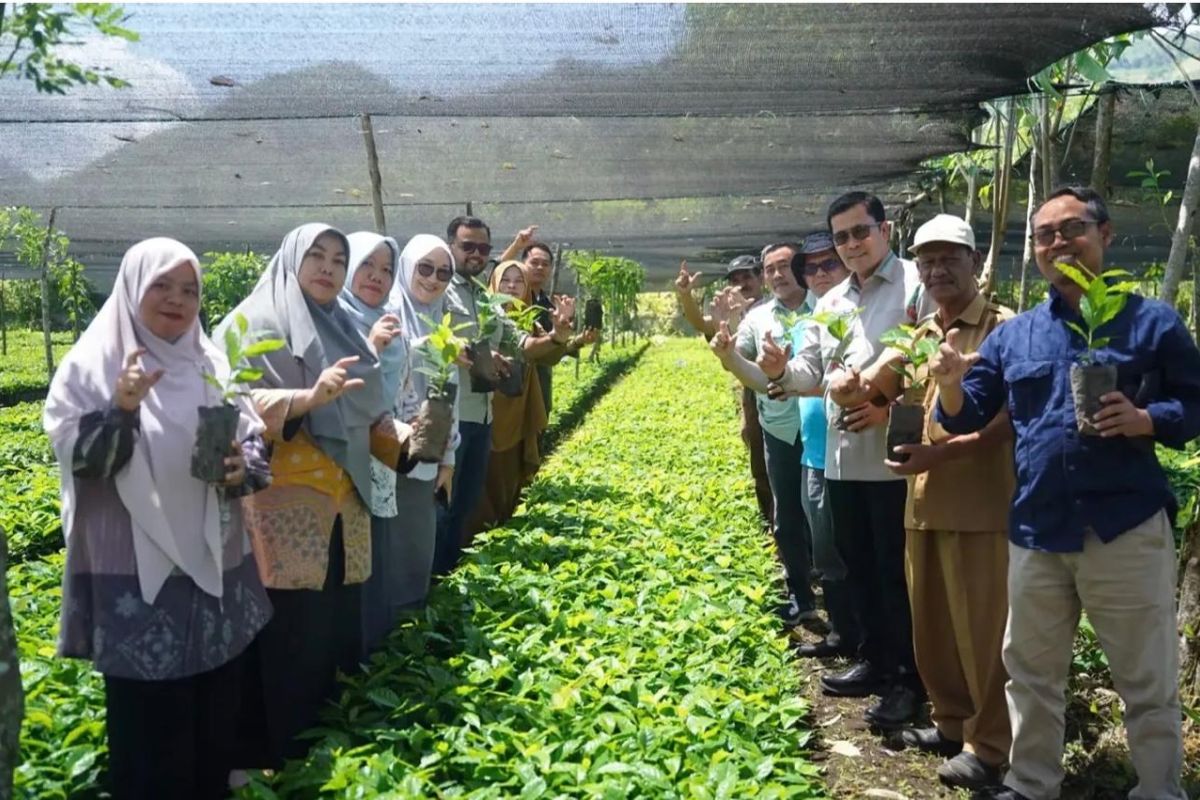 Four Million Arabica Coffee Seedlings in Central Aceh Enter Final Certification Stage