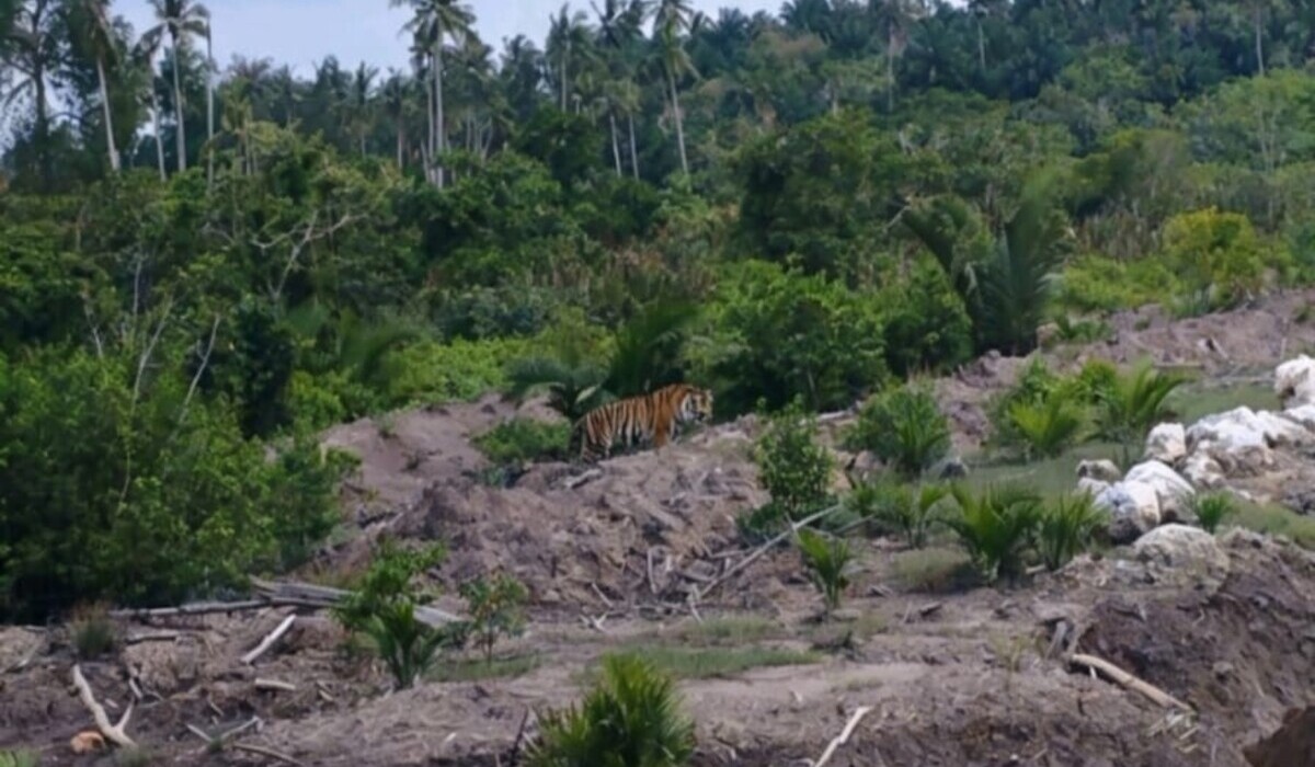 Sumatran Tiger Enters Settlement in Indragiri Hilir, Riau BBKSDA Deploys Team