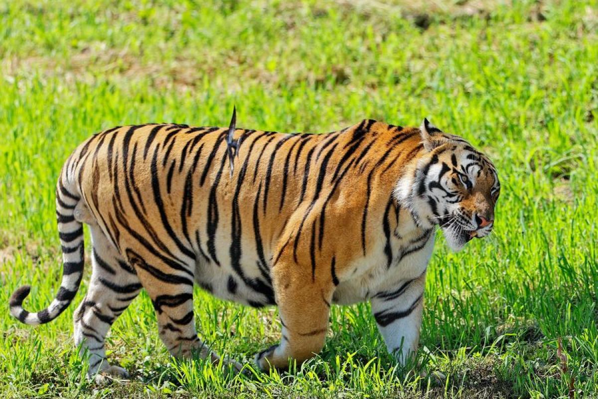 Siberian Tiger and Leopard Populations Surge in China